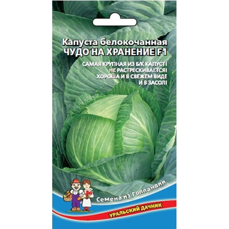 Капуста Чудо на хранение белокочанная F1 Капуста Чудо на хранение белокочанная F1