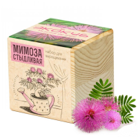 Экокуб "Мимоза" (сувенирный семенной материал)