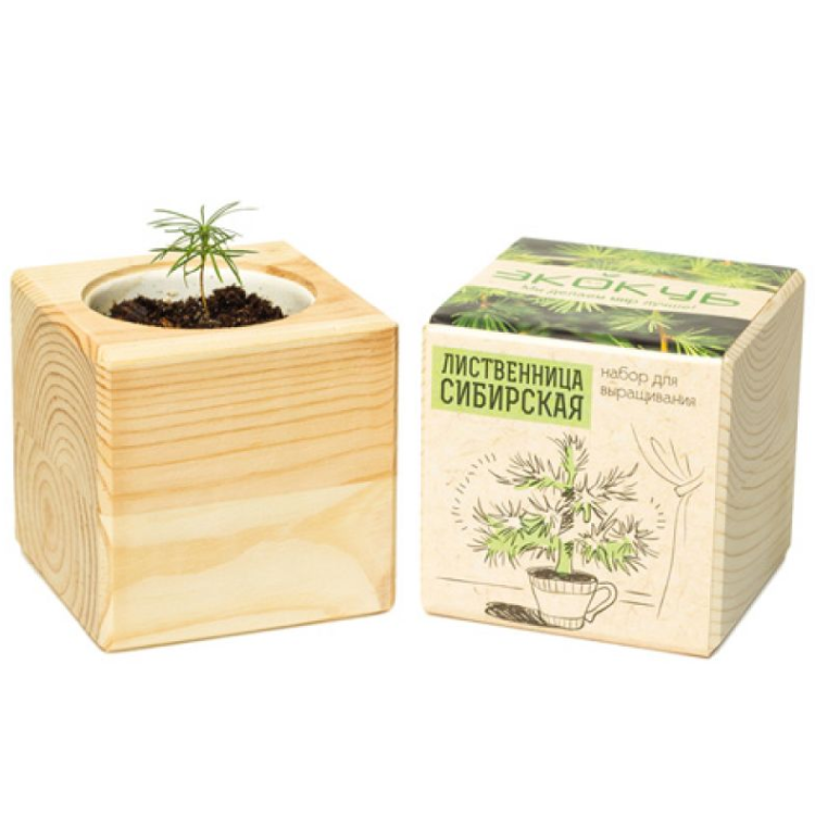 Экокуб "Лиственница" (сувенирный семенной материал) Экокуб "Лиственница" (сувенирный семенной материал)