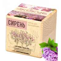 Экокуб "Виноград" (сувенирный семенной материал)