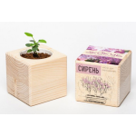 Экокуб "Сирень" (сувенирный семенной материал) Экокуб "Сирень" (сувенирный семенной материал)