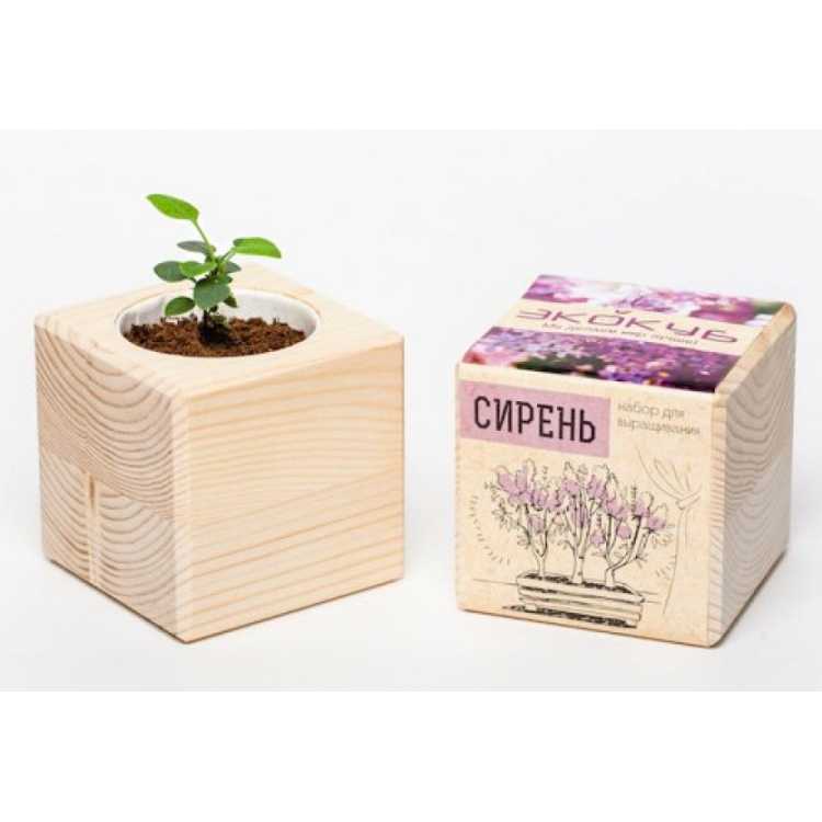 Экокуб "Сирень" (сувенирный семенной материал) Экокуб "Сирень" (сувенирный семенной материал)