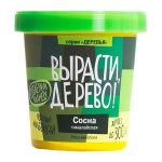 Сосна гималайская (сувенирный семенной материал) Сосна гималайская (сувенирный семенной материал)