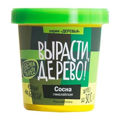 Сосна гималайская  (сувенирный семенной материал) 