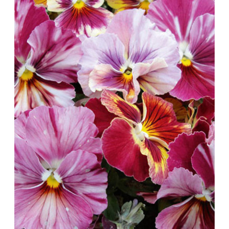 Семена Виола F1 Кьянти Шейдс Семена Виола F1 Кьянти Шейдс