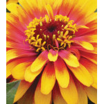 Семена Цинния F1 Сизл-свиззл скарлет-йеллоу Семена Цинния F1 Сизл-свиззл скарлет-йеллоу