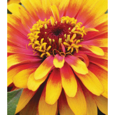 Семена Цинния F1 Сизл-свиззл скарлет-йеллоу