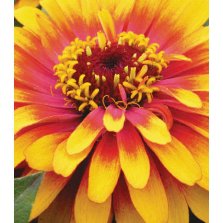 Семена Цинния F1 Сизл-свиззл скарлет-йеллоу Семена Цинния F1 Сизл-свиззл скарлет-йеллоу