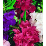 Семена Бальзамин F1 Камелия смесь Семена Бальзамин F1 Камелия смесь