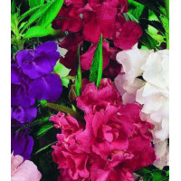 Семена Бальзамин F1 Камелия смесь