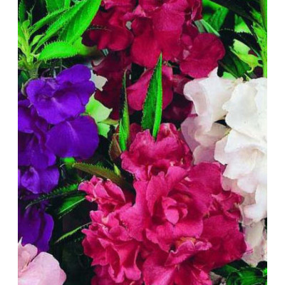Семена Бальзамин F1 Камелия смесь