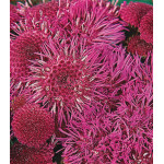 Семена Агератум F1 Рэд Си срезочный Семена Агератум F1 Рэд Си срезочный