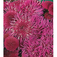 Семена Агератум F1 Рэд Си срезочный