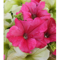 Семена Петуния F1 Катя и Катюшка смесь (Светлые Мечты)