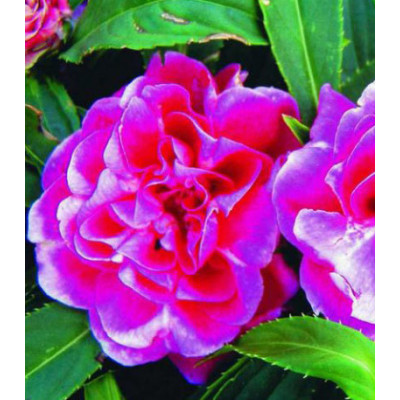 Семена Бальзамин Том Тамб смесь