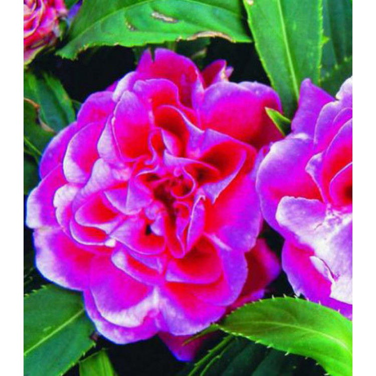 Семена Бальзамин Том Тамб смесь Семена Бальзамин Том Тамб смесь