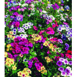 Семена Флокс Гобелен Семена Флокс Гобелен