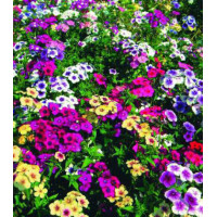 Семена Флокс Гобелен