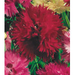 Семена Гвоздика Махровый ковер Семена Гвоздика Махровый ковер