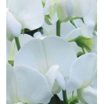 Семена Горошек душистый Белый жемчуг Семена Горошек душистый Белый жемчуг