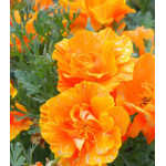 Семена Эшшольция Оранжевая роза Семена Эшшольция Оранжевая роза