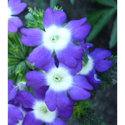 Семена Вербена гибридная Синяя с глазком