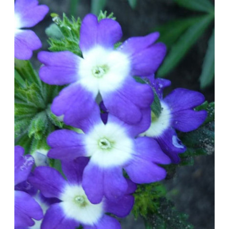 Семена Вербена гибридная Синяя с глазком Семена Вербена гибридная Синяя с глазком