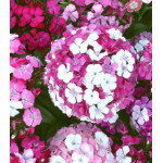 Семена Гвоздика F1 Новерна Клоун смесь Семена Гвоздика F1 Новерна Клоун смесь