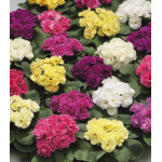 Семена Примула F1 Палома Семена Примула F1 Палома