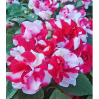 Семена Бальзамин F1 Клубника со сливками