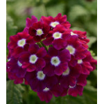 Семена Вербена F1 Кварц Бургунди с глазком Семена Вербена F1 Кварц Бургунди с глазком