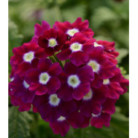 Семена Вербена F1 Кварц Бургунди с глазком