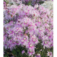 Семена Гвоздика Дыхание любви смесь