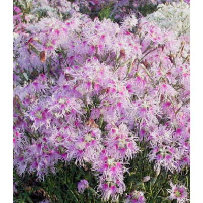 Семена Гвоздика Дыхание любви смесь