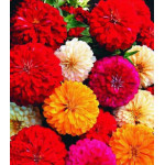 Семена Цинния F1 Компакт Семена Цинния F1 Компакт