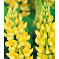 Семена Люпин Желтое пламя