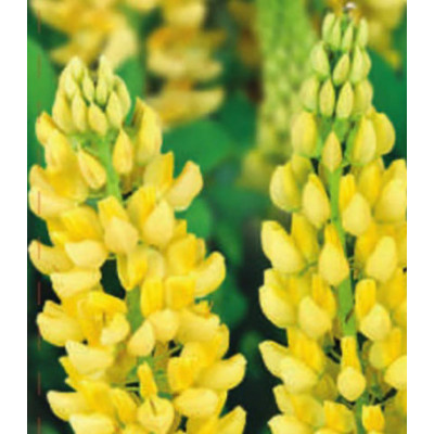 Семена Люпин Желтое пламя