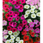 Семена Партитуния F1 смесь Семена Партитуния F1 смесь