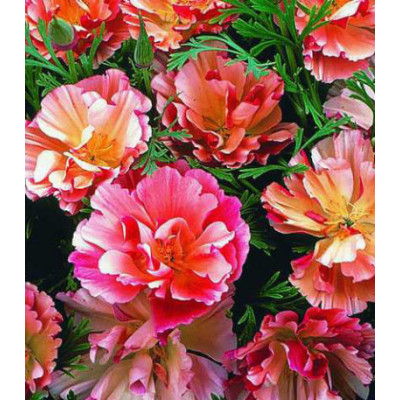 Семена Эшшольция Цветок яблони