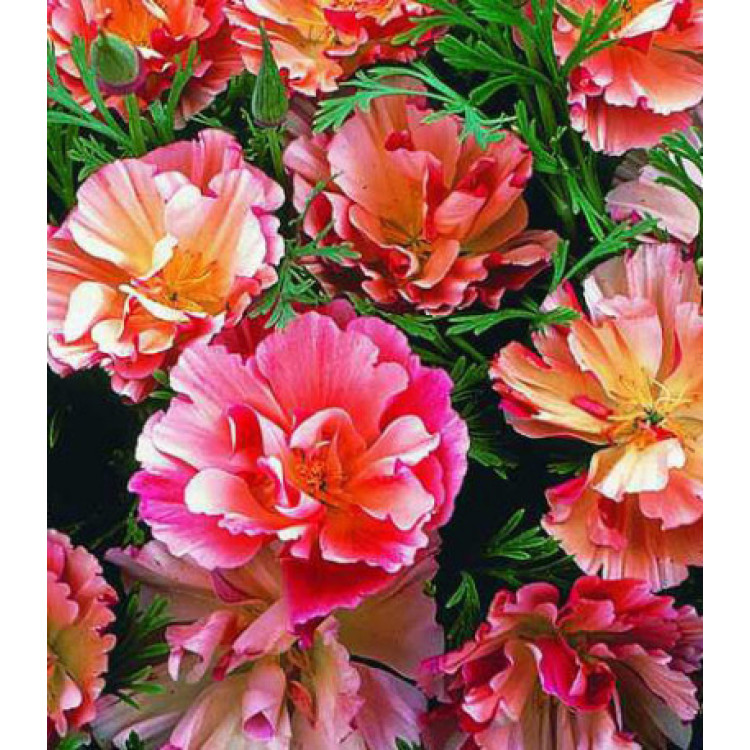 Семена Эшшольция Цветок яблони Семена Эшшольция Цветок яблони