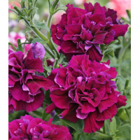 Семена Петуния F1 Дабл каскад бургунди