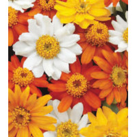 Семена Цинния F1 Захара