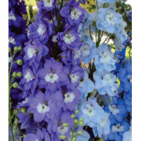 Семена Дельфиниум F1 Утренняя Звезда смесь