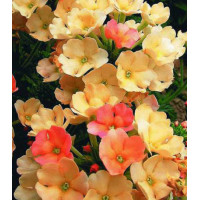 Семена Вербена Пичез энд крим