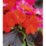 Семена Пеларгония F1 Черный бархат Семена Пеларгония F1 Черный бархат