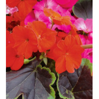 Семена Пеларгония F1 Черный бархат