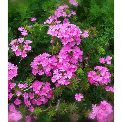 Семена Вербена Русский Размер