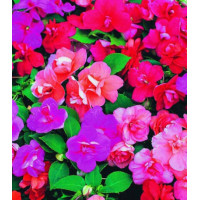 Семена Бальзамин Туту смесь F1