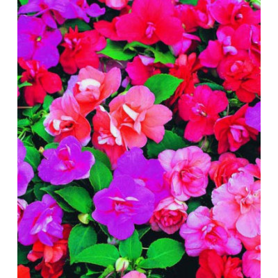 Семена Бальзамин Туту смесь F1