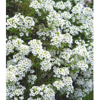 Семена Алиссум Биг Джем Уайт Бриллиант